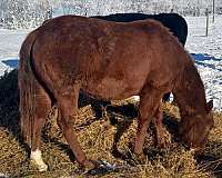 halter-heel-horse