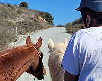 cool-andalusian-horse