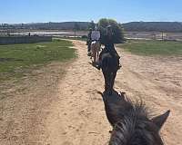 for-lease-andalusian-horse