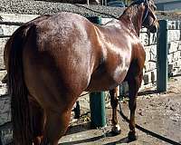 barrel-quarter-horse