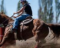 barrel-racing-quarter-horse