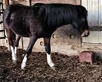 welsh-pony-colt