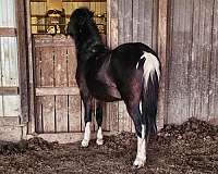 welsh-pony-for-sale