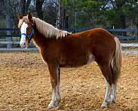 gypsy-vanner-percheron-colt