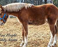 gypsy-vanner-percheron-horse-for-sale