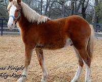 gypsy-vanner-percheron-horse