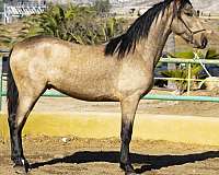 andy-andalusian-pony