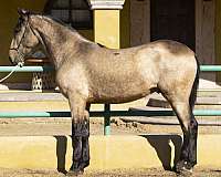 purarazaespaola-pony