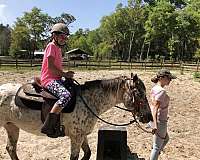 short-appaloosa-pony