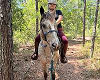 cute-appaloosa-pony