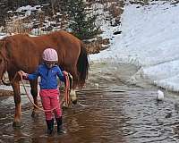 been-saddled-mustang-horse