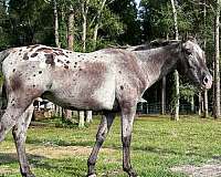 spots-varnish-pony