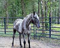 blue-roan-spots-varnish-pony