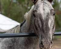 spots-appaloosa-pony