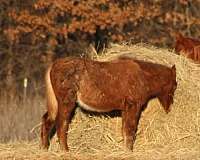 red-roan-cross-homozygous-horse