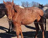 roan-cross-homozygous-horse