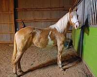 gaited-bred-horse