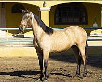 buckskin-ancce-pony