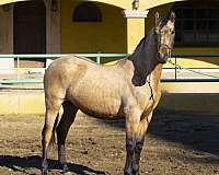 saddle-colt