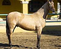 purarazaespaola-colt