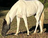 tennessee-walking-yearling