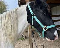 papered-tennessee-walking-horse