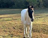 awesome-yearling