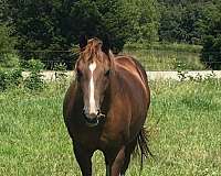 quarter-horse-mare