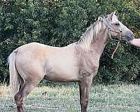 dappled-kentucky-mountain-horse