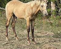 dam-kentucky-mountain-horse