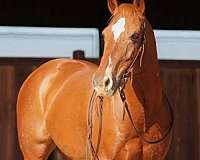 ability-quarter-horse