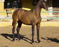 purespanishhorse-filly