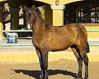 purarazaespaola-filly