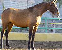 andalusianhorse-filly