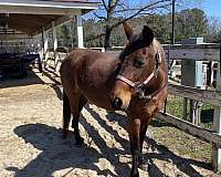 trail-riding-quarter-horse