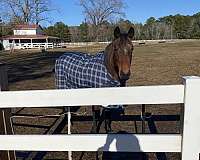 red-roan-quarter-horse-mare