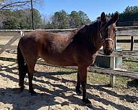 red-roan-trail-riding-horse