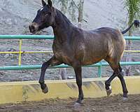 andalusian-pony