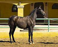 andalusian-pony