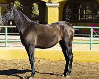 papers-andalusian-pony