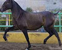 bay-andalusian-pony