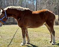 sorrel-belgian-gelding