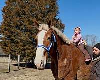 19-hand-belgian-gelding