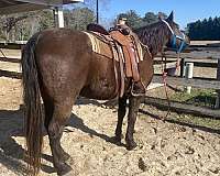 trail-riding-tennessee-walking-horse