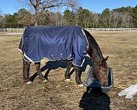 black-tennessee-walking-gelding