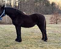 16-hand-friesian-mare