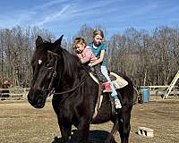 16-hand-friesian-horse