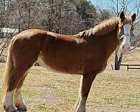 beginner-flashy-belgian-horse