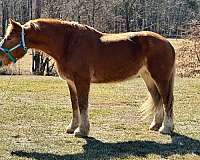 chestnut-belgian-gelding