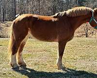 chestnut-gelding-for-sale